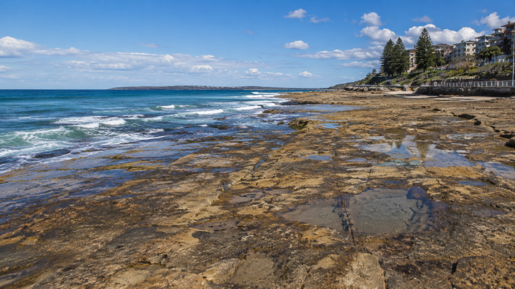 Cronulla rock platform seaweed foraging Sydney