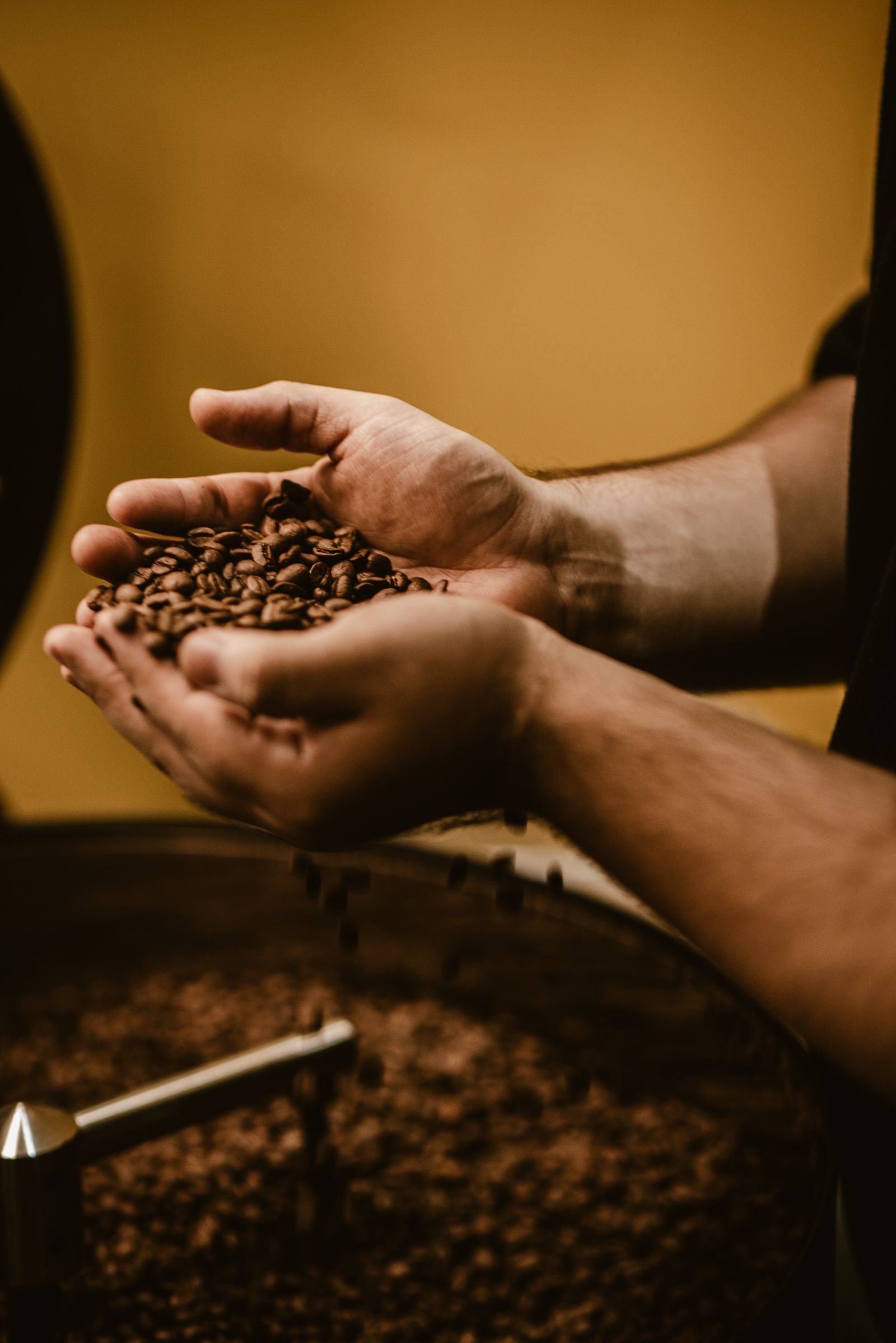 Hands holding freshly roasted coffee beans over a roaster