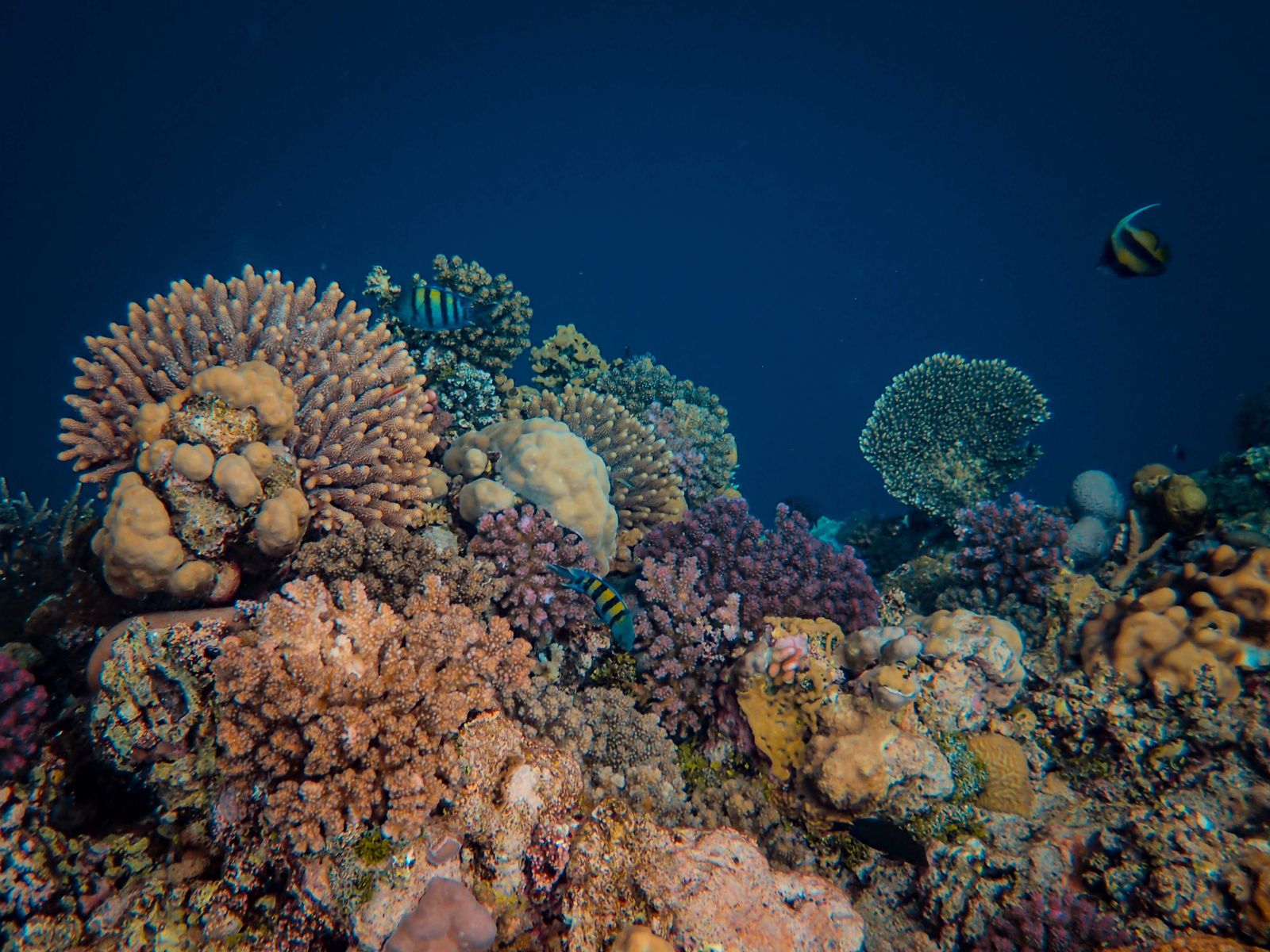 Snorkeler exploring marine life underwater