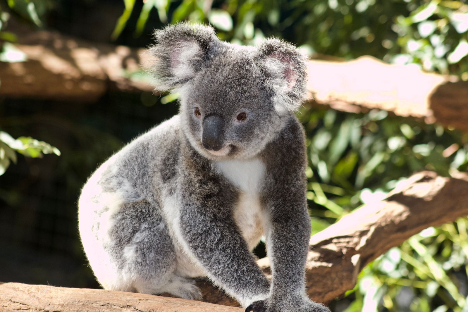Close-up of a koala, part of the wildlife stop on many Blue Mountains day tours