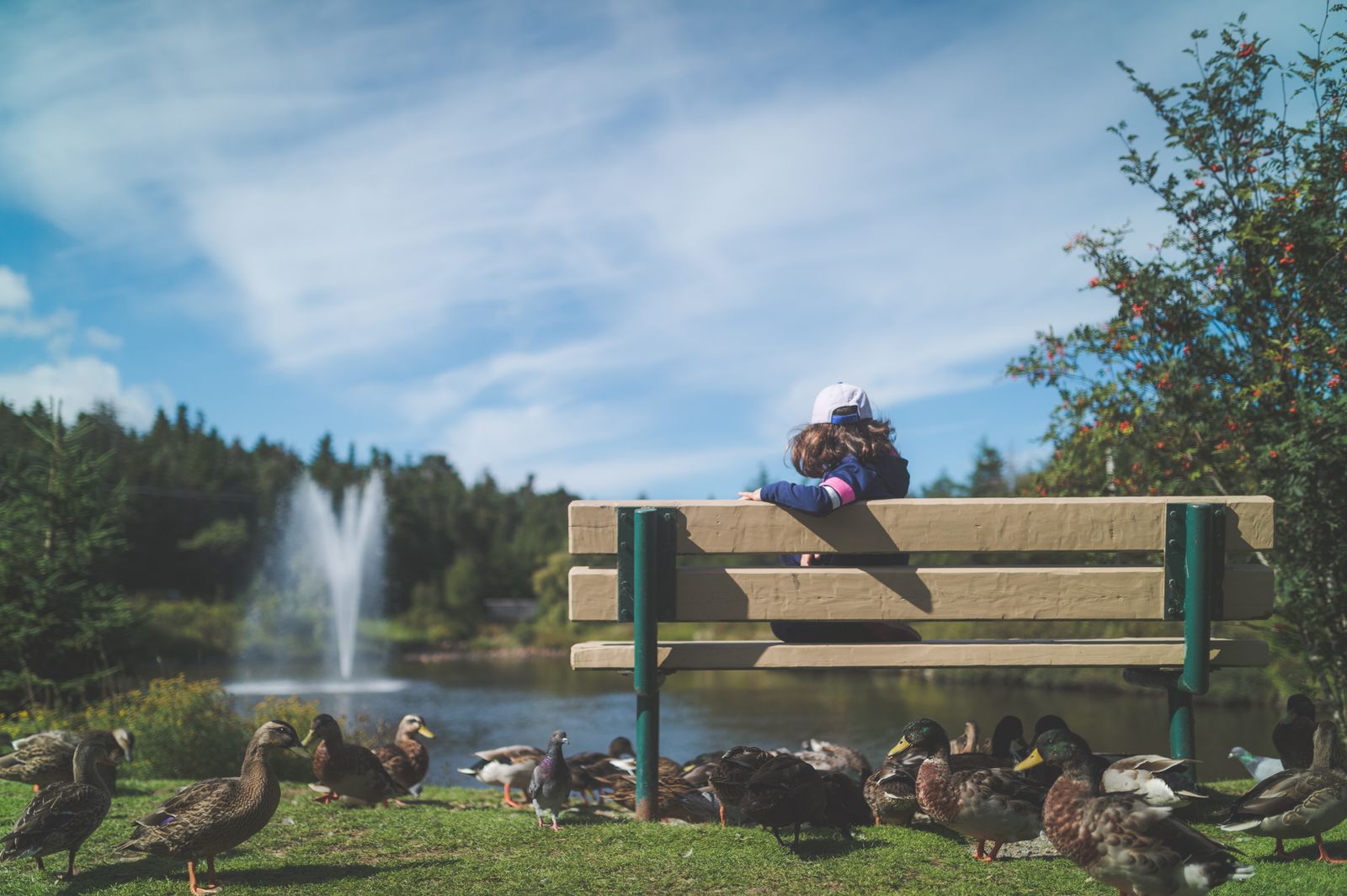 Child sitting on a bench in a park with ducks nearby