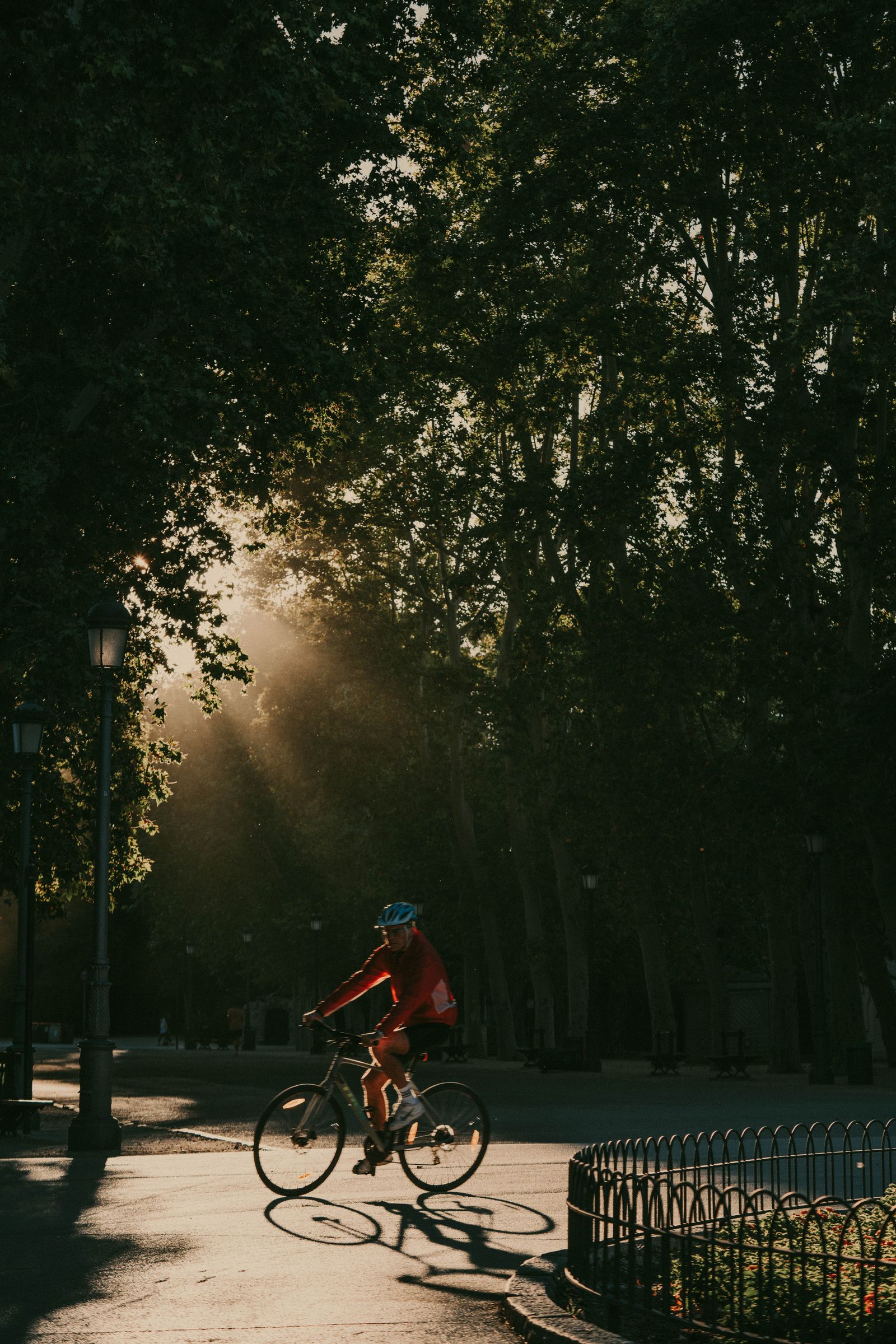 Cyclist riding through a sunlit park pathway lined with trees