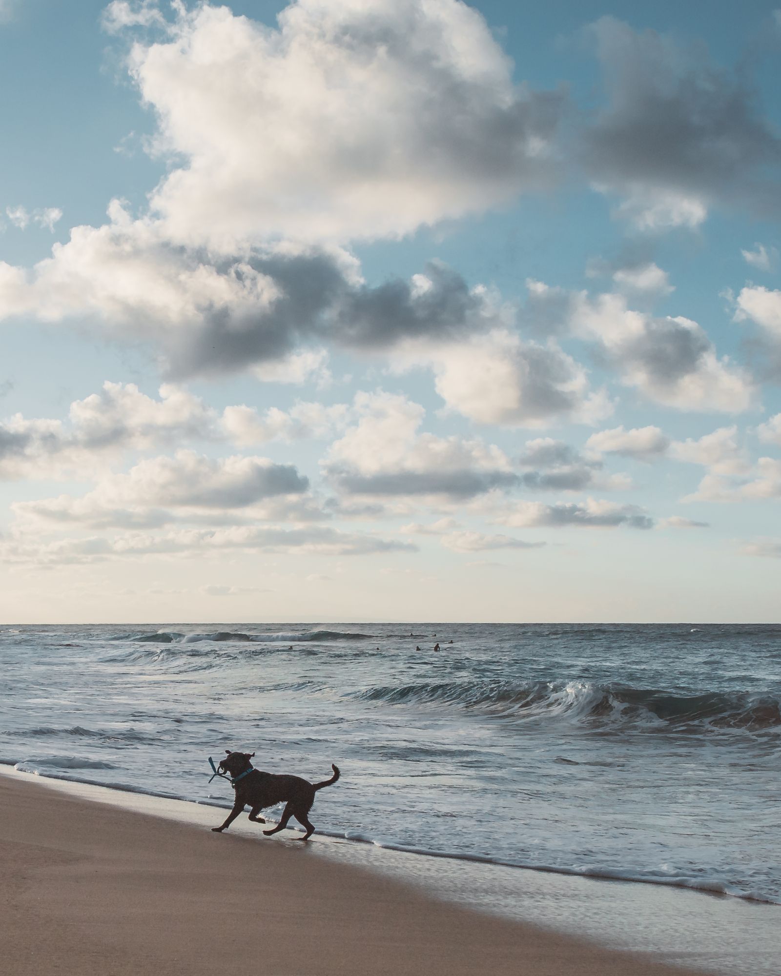 Dog running joyfully on a sandy beach
