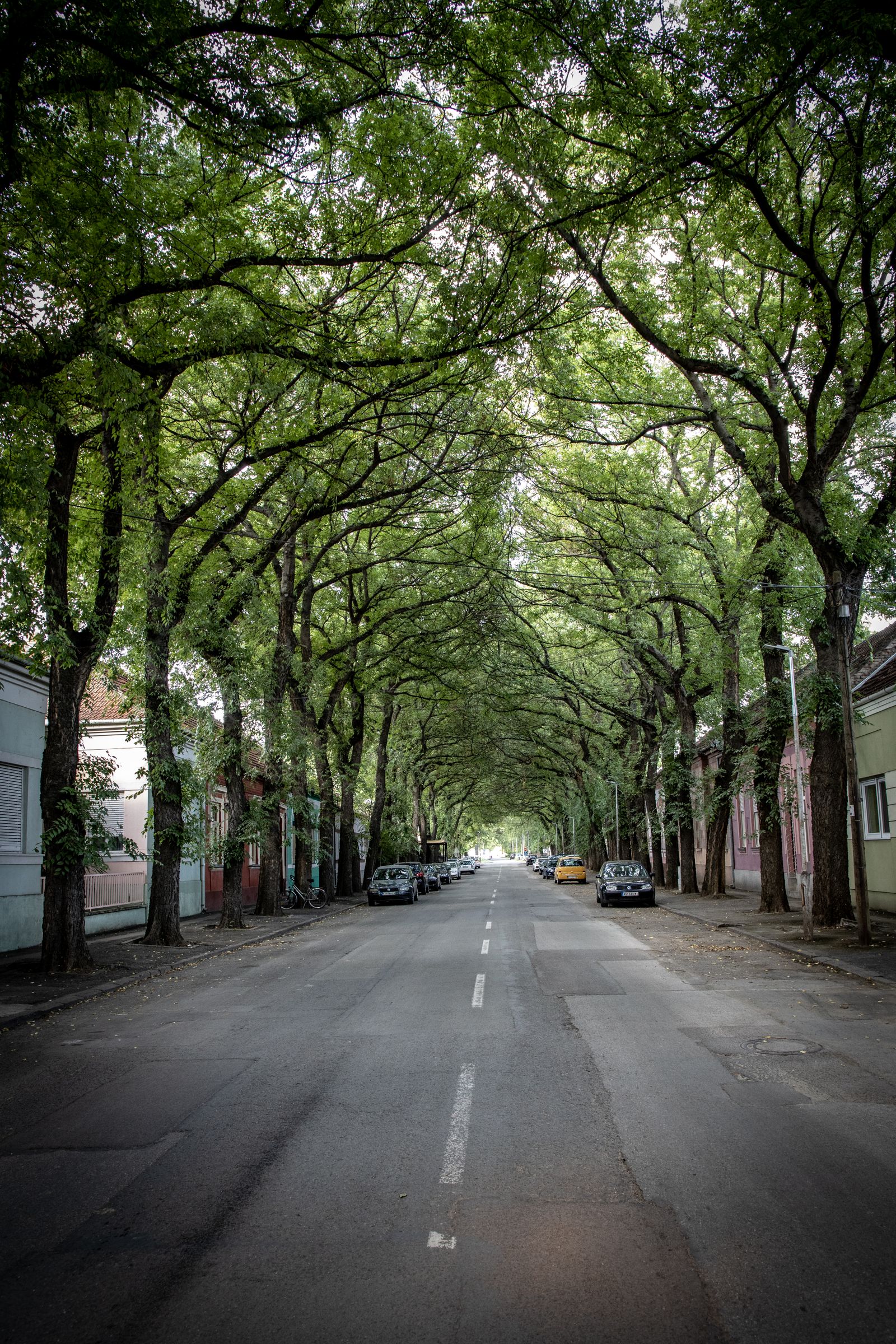 Tree-lined residential street typical of Leichhardt, Sydney