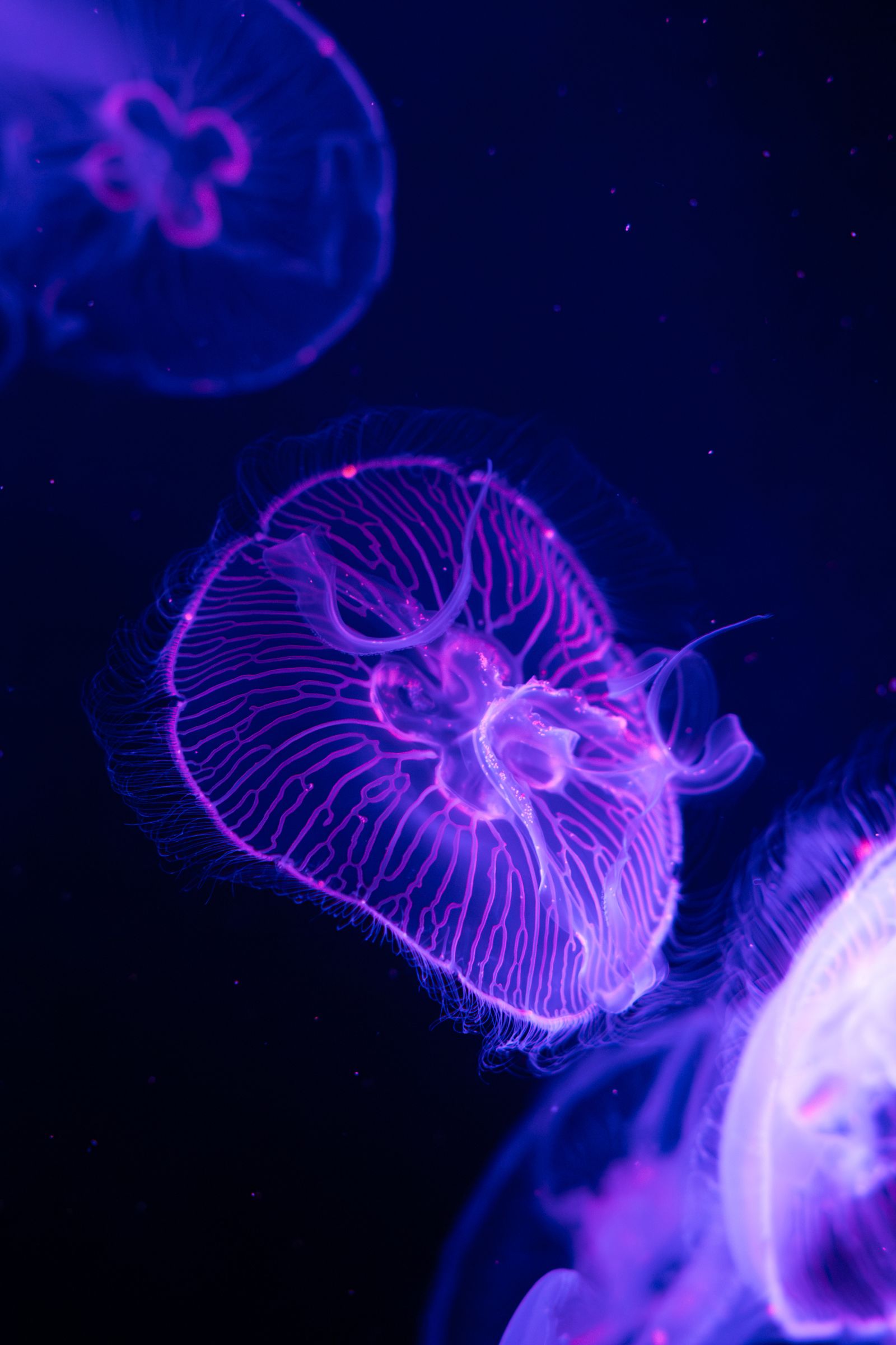 Vibrant moon jellyfish glowing in an aquarium tank