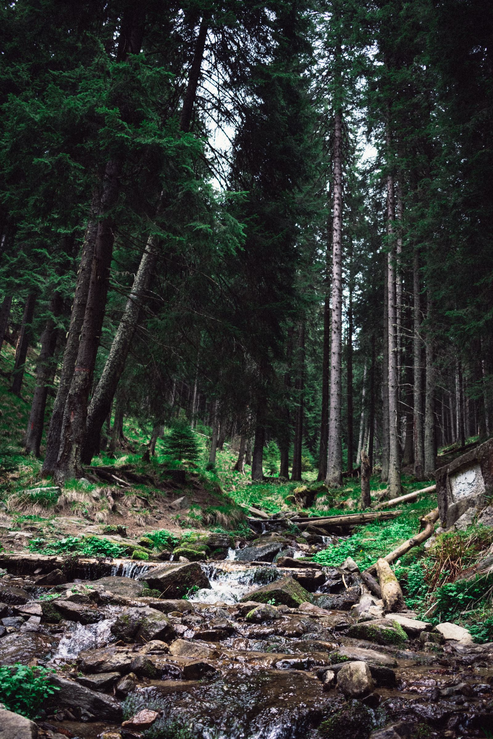 Tranquil forest creek with mossy rocks