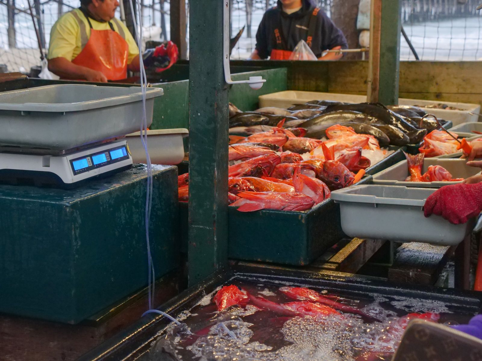 Fresh fish displayed in trays at a bustling seafood market