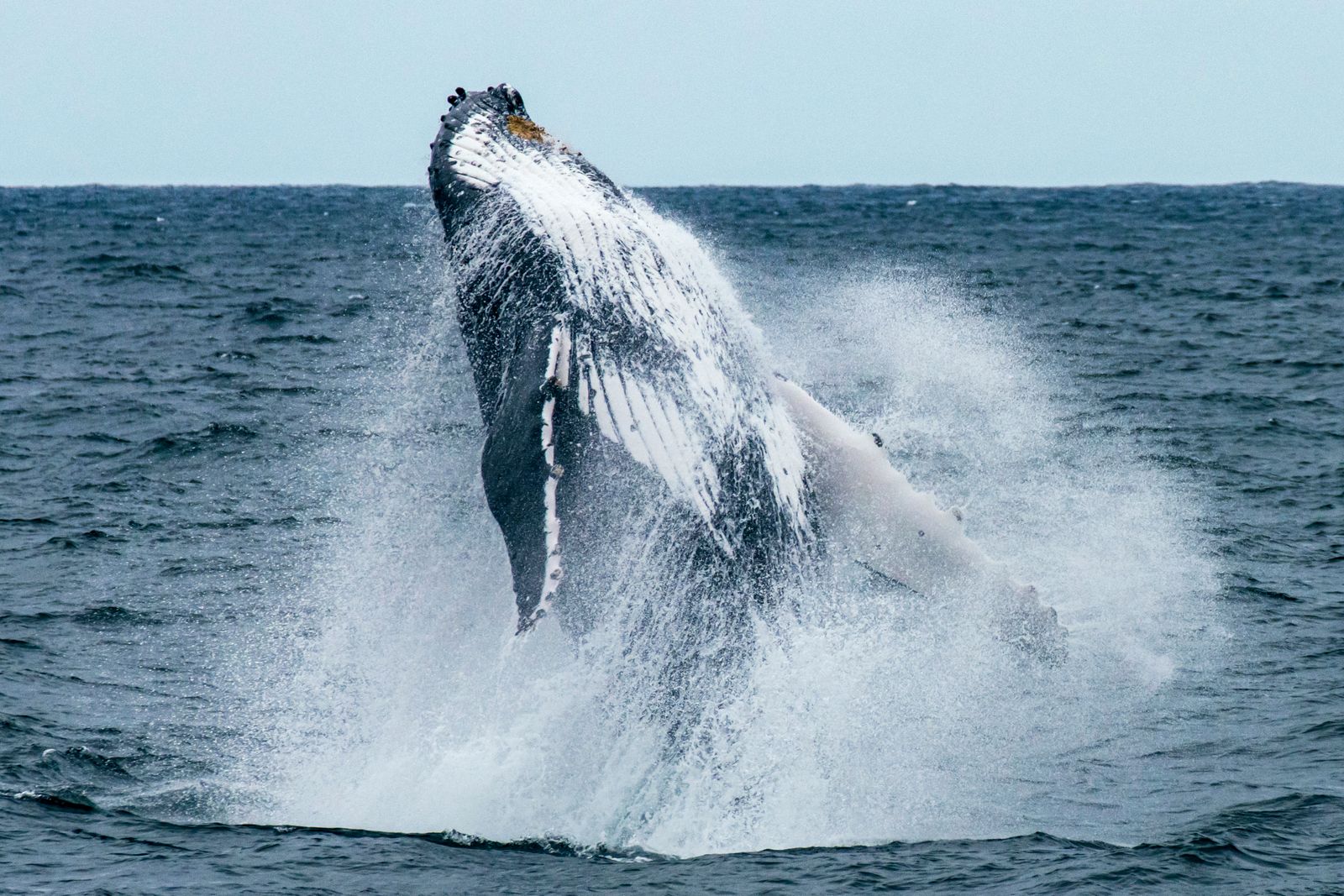 A humpback whale breaching in the ocean off Sydney’s coast
