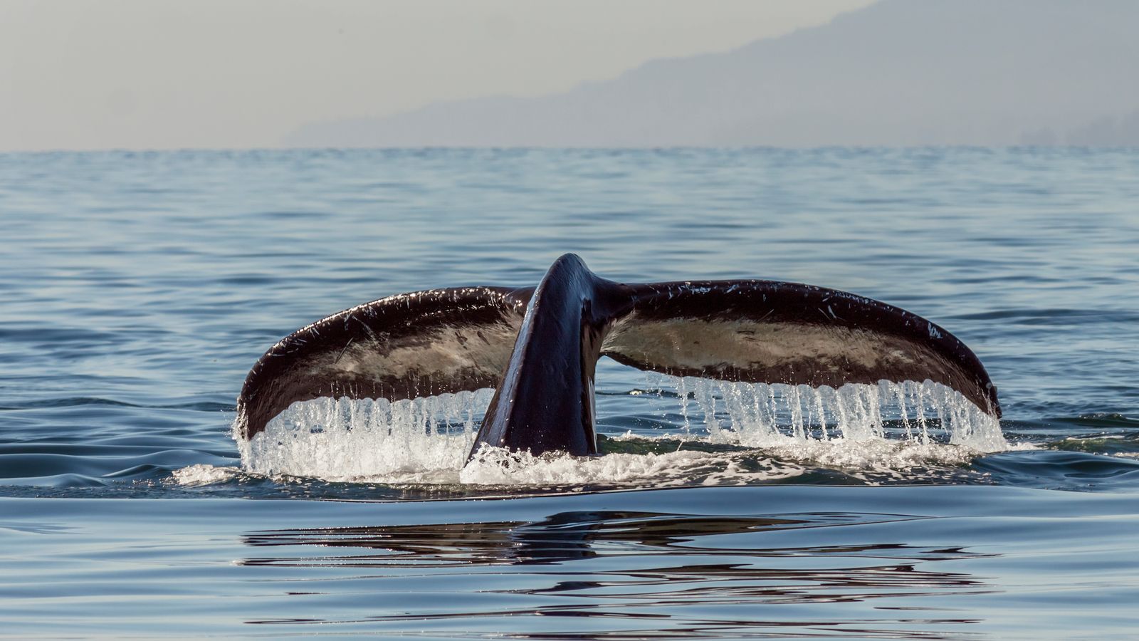 Humpback whale tail breaking the ocean surface
