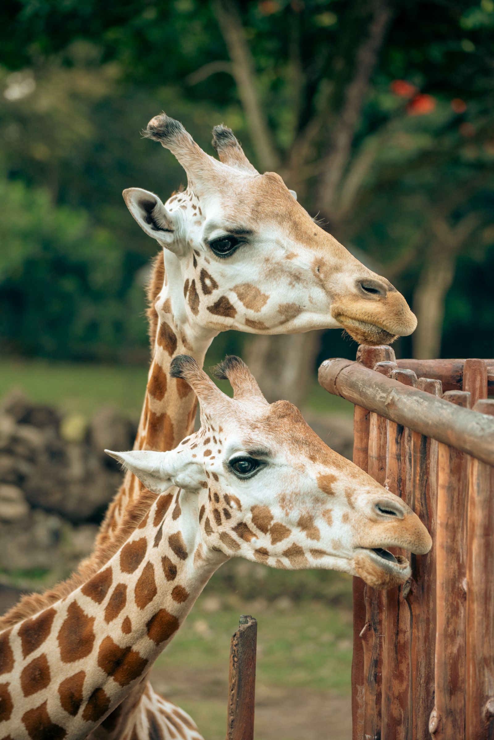 Two giraffes at a zoo enclosure