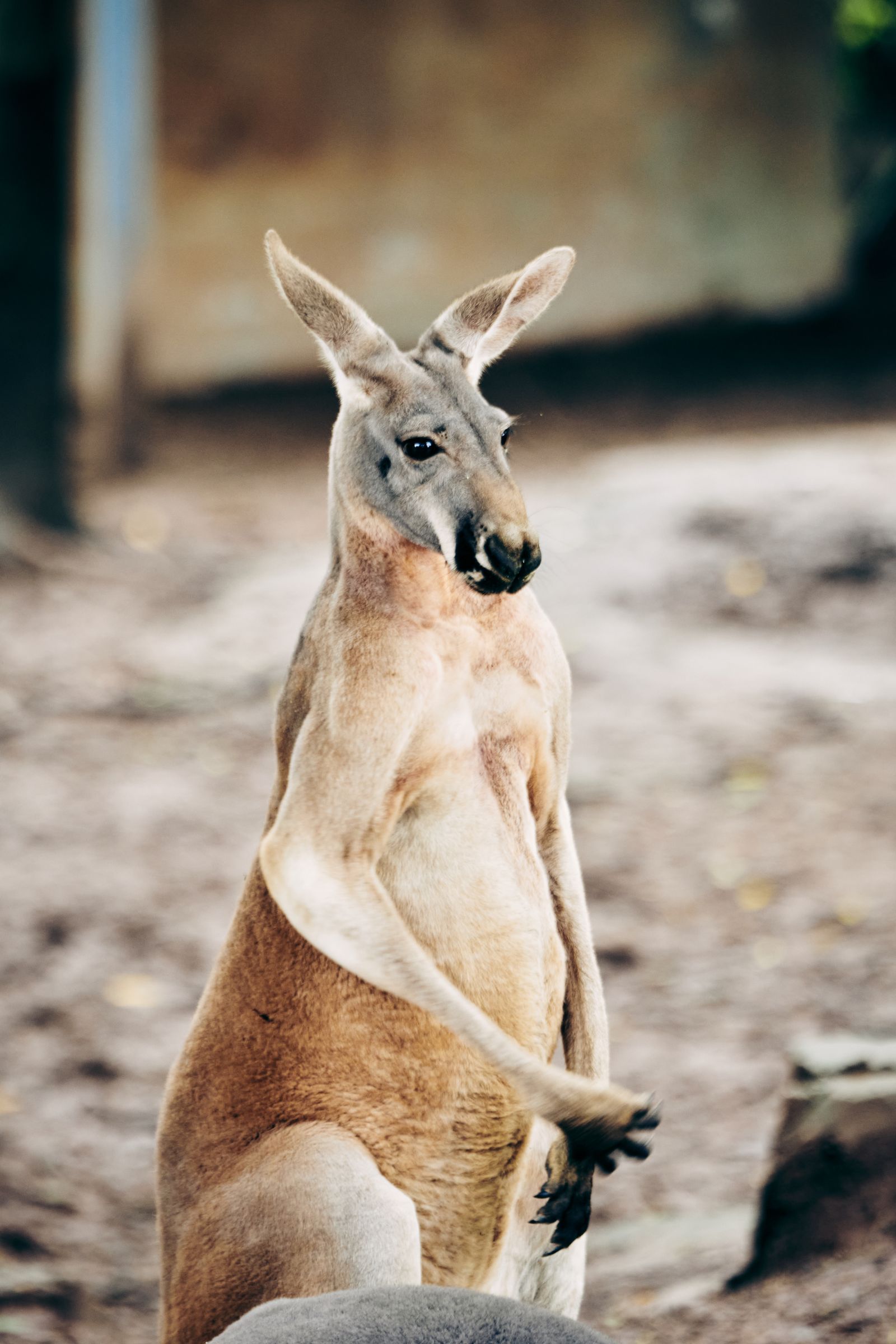 Close-up of a kangaroo standing in a natural reserve